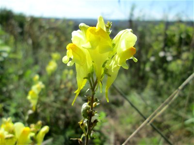 Echtes Leinkraut (Linaria vulgaris) an der Werkshalde Halberg in Brebach