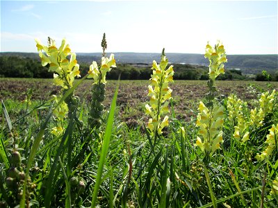 Echtes Leinkraut (Linaria vulgaris) auf der Bischmisheimer Höhe