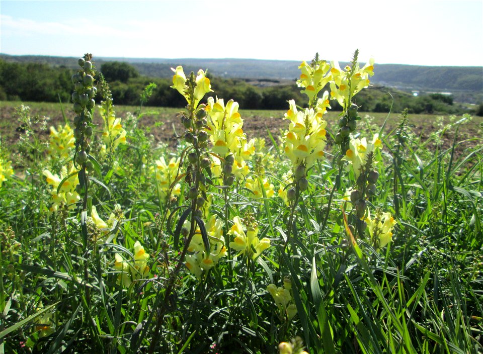 Echtes Leinkraut (Linaria vulgaris) auf der Bischmisheimer Höhe