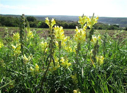 Echtes Leinkraut (Linaria vulgaris) auf der Bischmisheimer Höhe