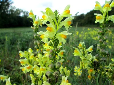 Gewöhnliches Leinkraut (Linaria vulgaris) an der Saaraue Grosbliederstroff
