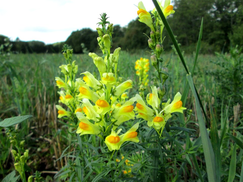 Gewöhnliches Leinkraut (Linaria vulgaris) an der Saaraue Grosbliederstroff