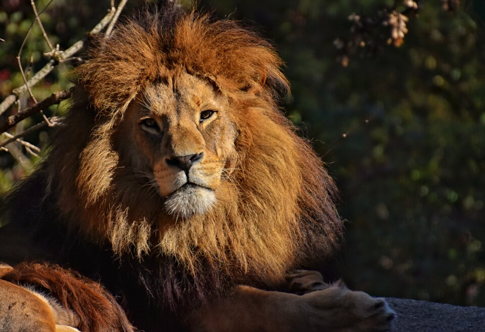 Mane big cat male photo