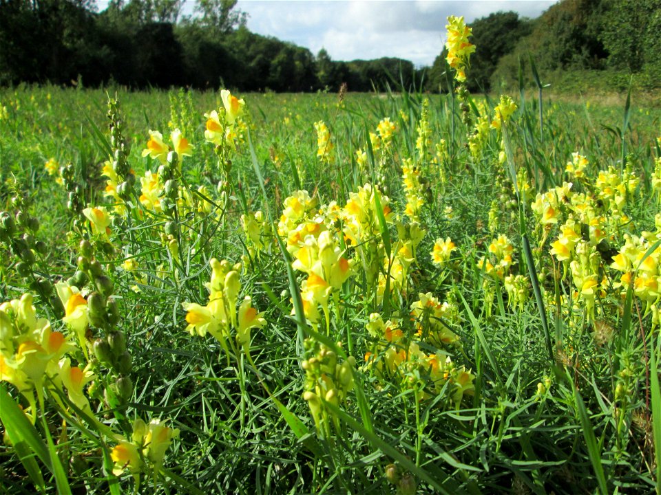 Gewöhnliches Leinkraut (Linaria vulgaris) an der Saaraue Grosbliederstroff