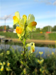 Echtes Leinkraut (Linaria vulgaris) an der Güdinger Schleuse