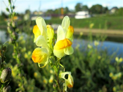 Echtes Leinkraut (Linaria vulgaris) an der Güdinger Schleuse