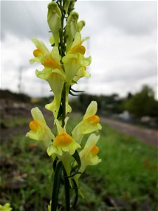 Echtes Leinkraut (Linaria vulgaris) am Bahndamm in Saarbrücken