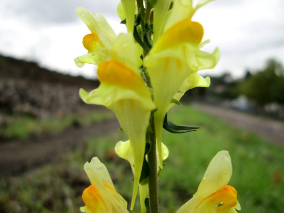 Echtes Leinkraut (Linaria vulgaris) am Bahndamm in Saarbrücken