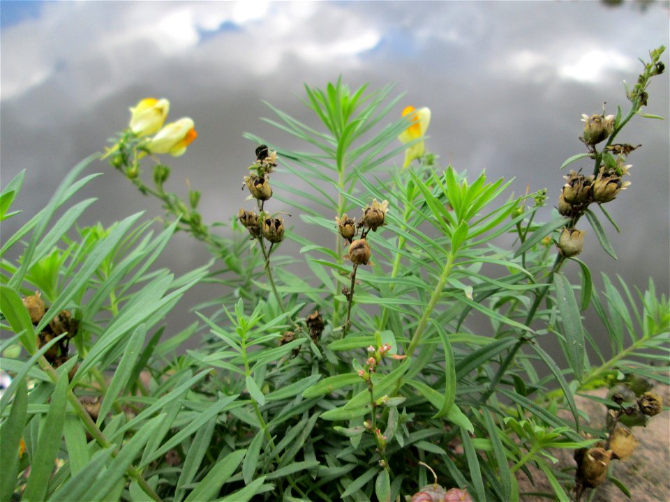 Echtes Leinkraut (Linaria vulgaris) am Saarufer im Bürgerpark Saarbrücken