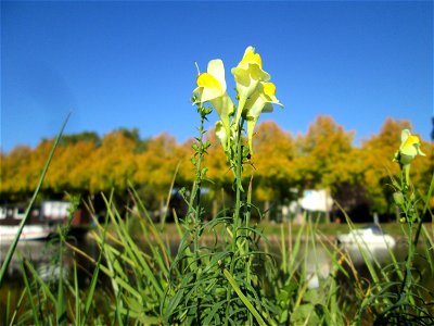 Echtes Leinkraut (Linaria vulgaris) an der Saar in Saarbrücken