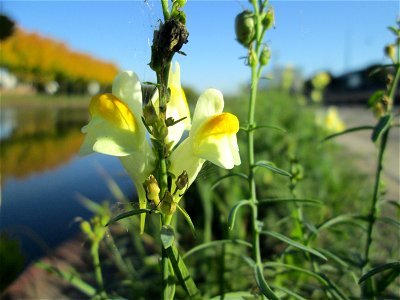 Echtes Leinkraut (Linaria vulgaris) an der Saar in Saarbrücken
