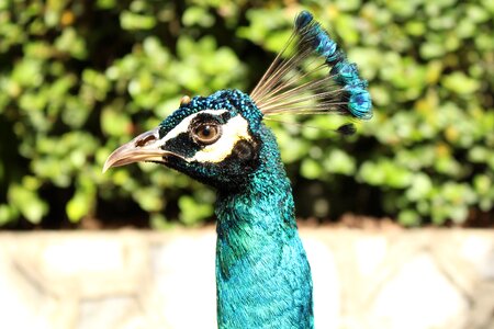 Peacock bird zoo