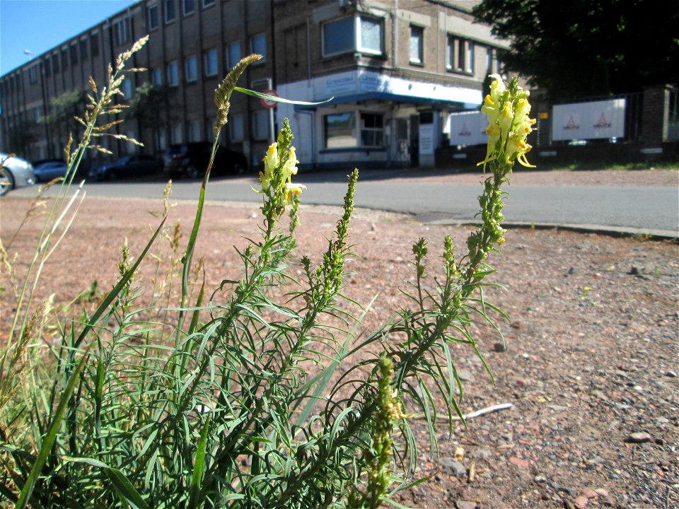 Echtes Leinkraut (Linaria vulgaris) in Brebach