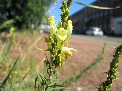 Echtes Leinkraut (Linaria vulgaris) in Brebach