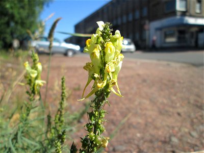 Echtes Leinkraut (Linaria vulgaris) in Brebach
