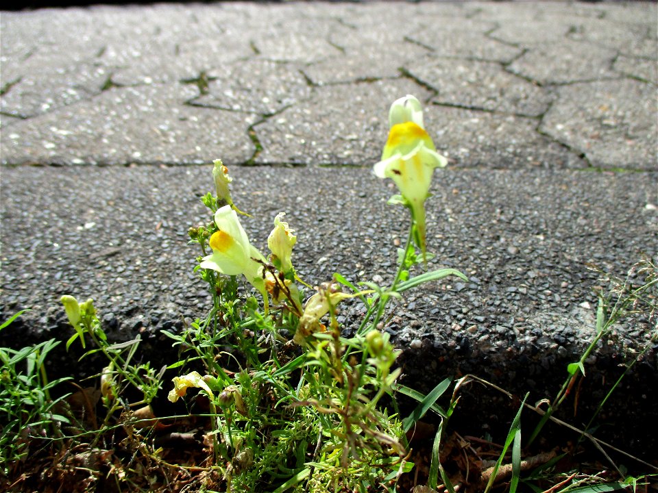 Echtes Leinkraut (Linaria vulgaris) am Straßenrand in Güdingen