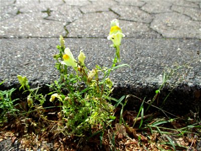 Echtes Leinkraut (Linaria vulgaris) am Straßenrand in Güdingen