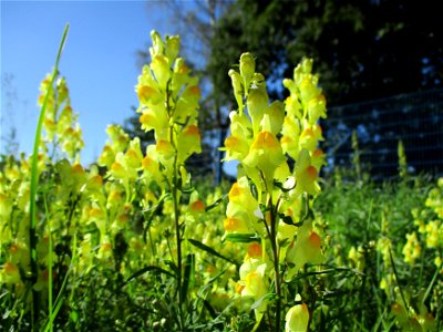 Echtes Leinkraut (Linaria vulgaris) am Feldrand bei Brebach