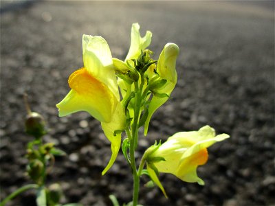 Echtes Leinkraut (Linaria vulgaris) am Straßenrand in Brebach