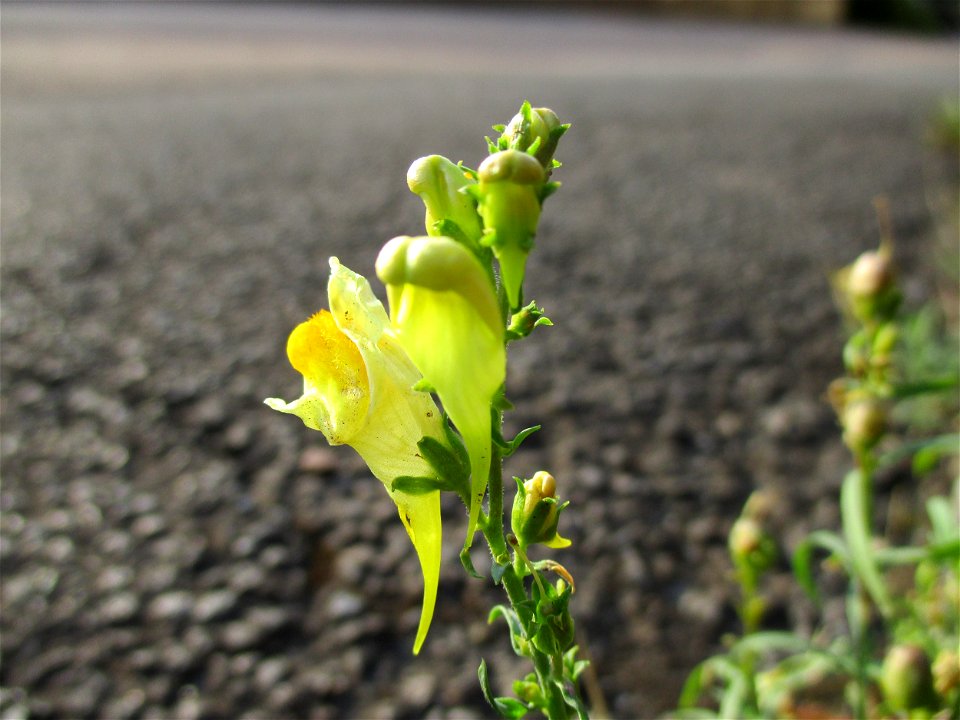 Echtes Leinkraut (Linaria vulgaris) am Straßenrand in Brebach