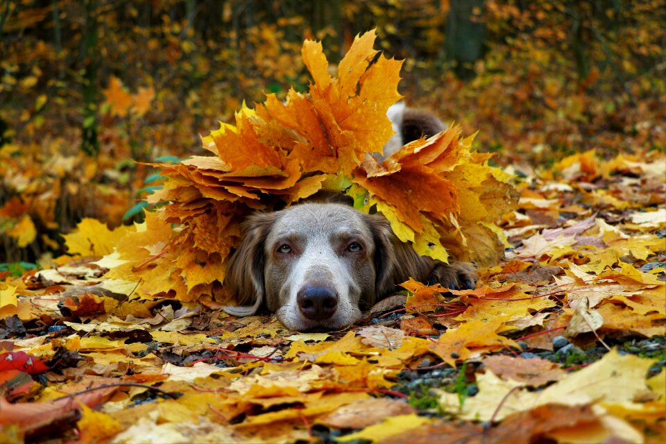 Grey pet hunting dog