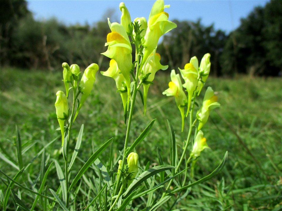Echtes Leinkraut (Linaria vulgaris) in Brebach