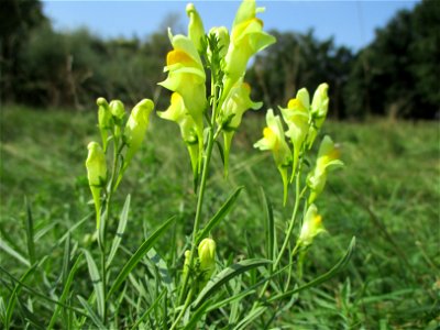 Echtes Leinkraut (Linaria vulgaris) in Brebach