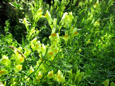 Echtes Leinkraut (Linaria vulgaris) in Brebach