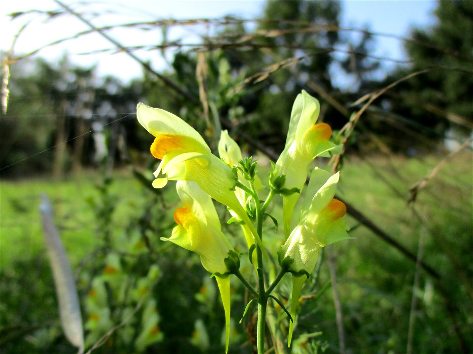 Echtes Leinkraut (Linaria vulgaris) in Brebach