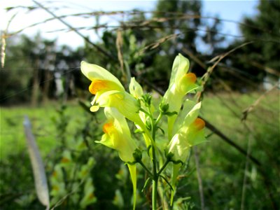 Echtes Leinkraut (Linaria vulgaris) in Brebach