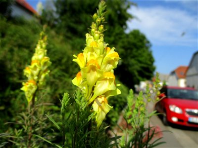 Echtes Leinkraut (Linaria vulgaris) in Eschringen