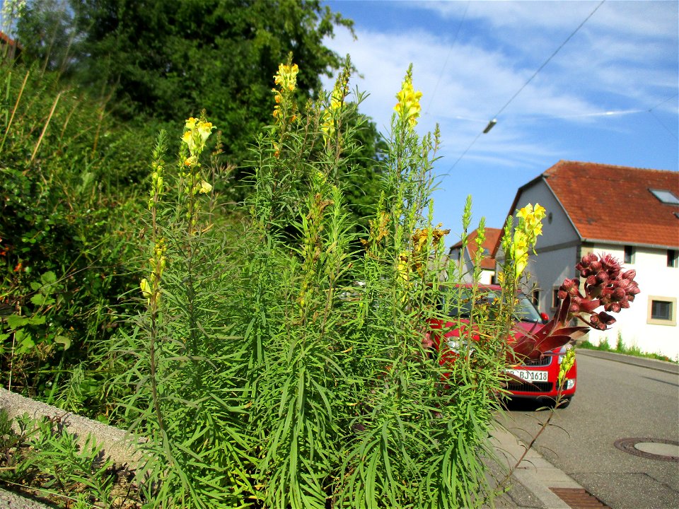 Echtes Leinkraut (Linaria vulgaris) in Eschringen