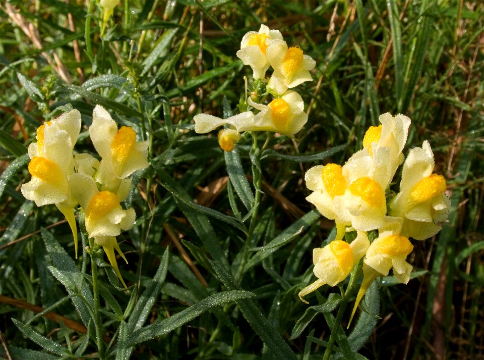 Flowering Linaria vulgaris, photographed in Landvetter in southern Sweden.