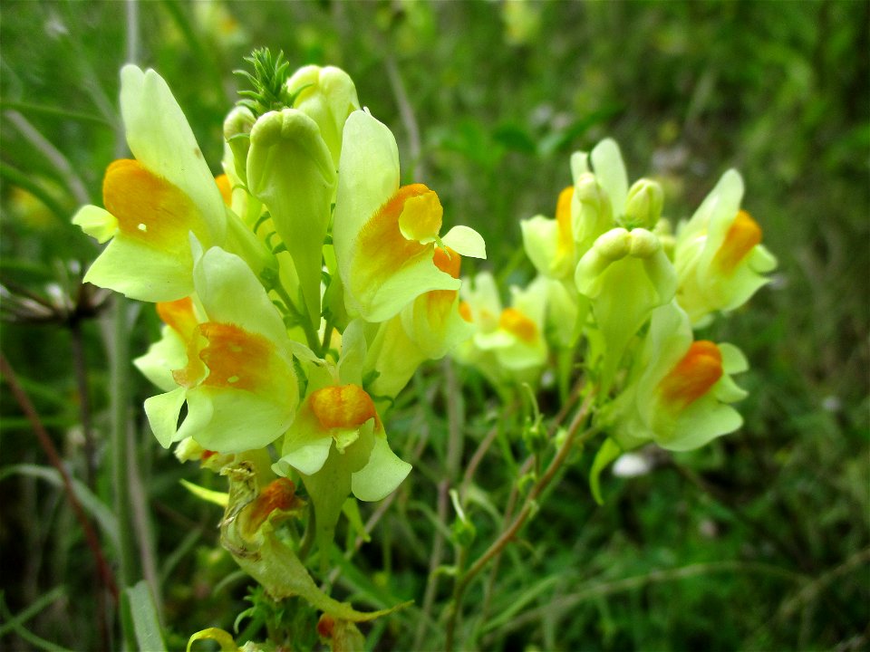Echtes Leinkraut (Linaria vulgaris) auf einer Brachfläche der Halberger Hütte in Brebach