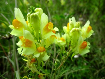 Echtes Leinkraut (Linaria vulgaris) auf einer Brachfläche der Halberger Hütte in Brebach