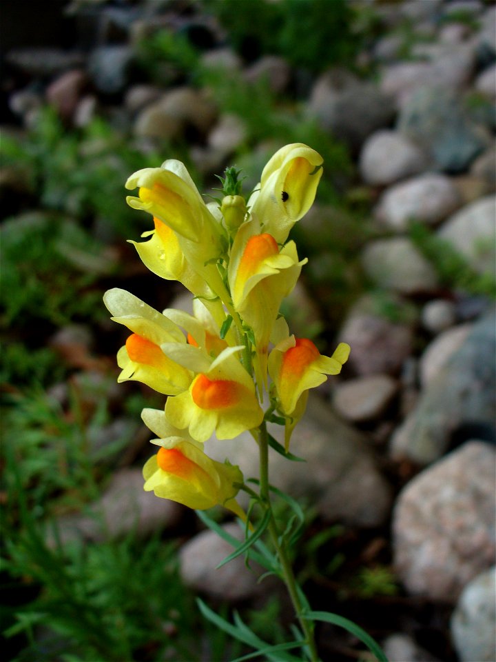 I am the originator of this photo. I hold the copyright. I release it to the public domain. This photo depicts some yellowish flowers.