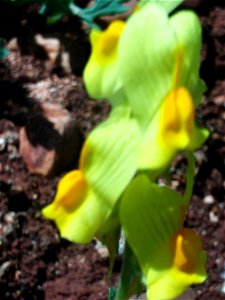Linaria vulgaris flowers, Dehesa Boyal de Puertollano, Spain