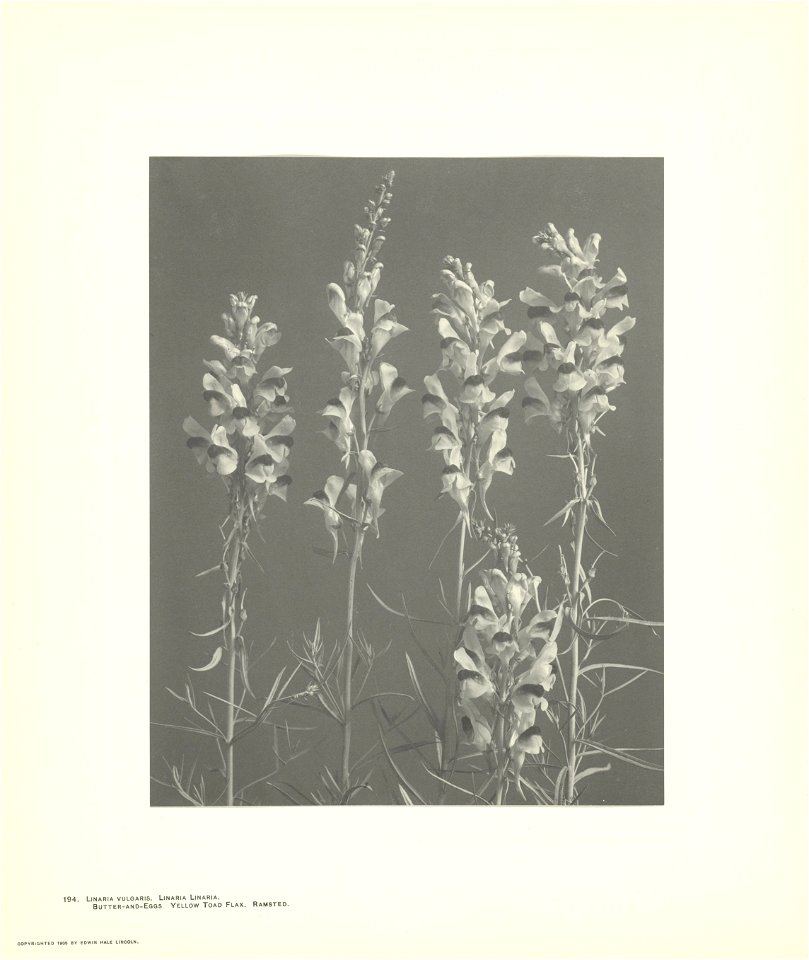 IdentificatieTitel(s): Stilleven met vlasbekjesLinaria vulgaris Linaria Linaria (titel op object)Wild Flowers of New England (serietitel)Objecttype: foto Objectnummer: RP-F-2005-107-83Opschriften / Me