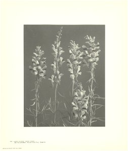 IdentificatieTitel(s): Stilleven met vlasbekjesLinaria vulgaris Linaria Linaria (titel op object)Wild Flowers of New England (serietitel)Objecttype: foto Objectnummer: RP-F-2005-107-83Opschriften / Me