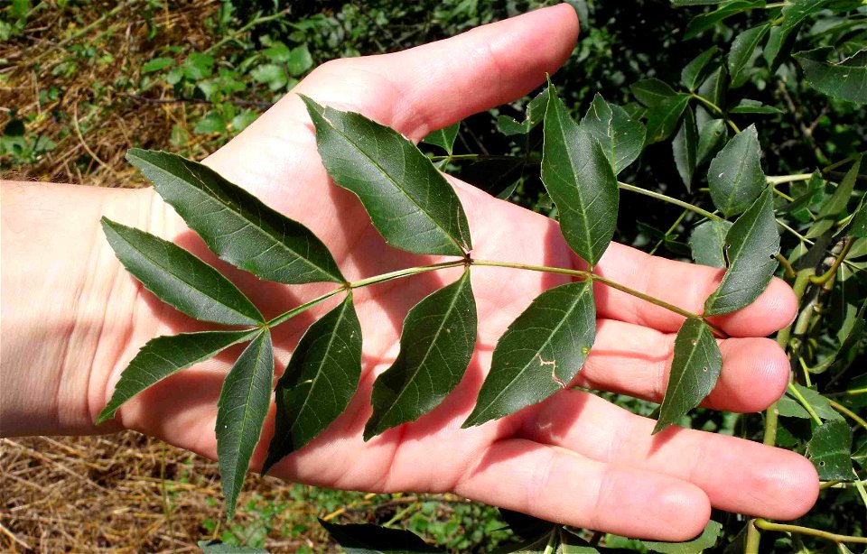 Leaf of a wild Fraxinus angustifolia photographed in Tuscany, central Italy.