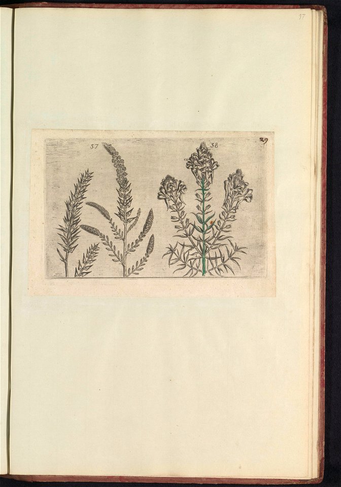 IdentificatieTitel(s): Tamarisk (Tamarix gallica) en vlasbekje (Linaria vulgaris)Objecttype: prent Serienummer: 57-58/60Objectnummer: RP-T-BR-2017-1-12-97Omschrijving: Tamarisk en vlasbekje. Figs. 57 