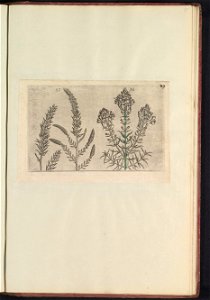 IdentificatieTitel(s): Tamarisk (Tamarix gallica) en vlasbekje (Linaria vulgaris)Objecttype: prent Serienummer: 57-58/60Objectnummer: RP-T-BR-2017-1-12-97Omschrijving: Tamarisk en vlasbekje. Figs. 57 photo