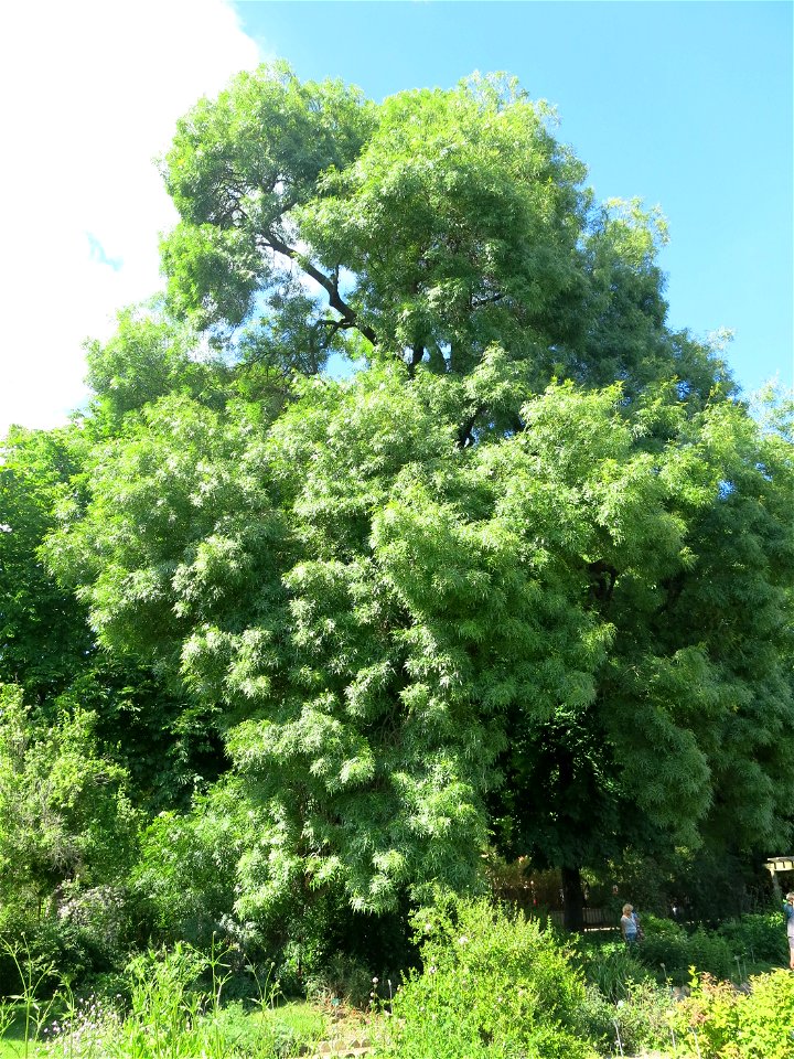 Fraxinus angustifolia in the Jardin des Plantes de Paris. Plant identified by its botanic label.