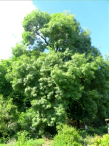 Fraxinus angustifolia in the Jardin des Plantes de Paris. Plant identified by its botanic label.
