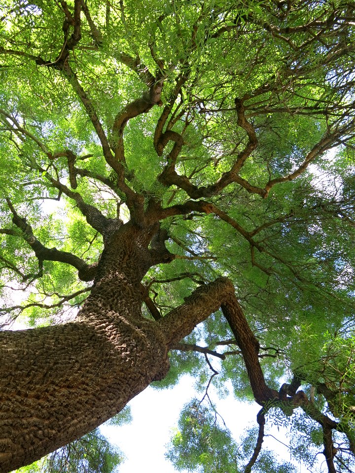 View from below of the Fraxinus angustifolia in the Jardin des Plantes de Paris. Plant identified by its botanic label.