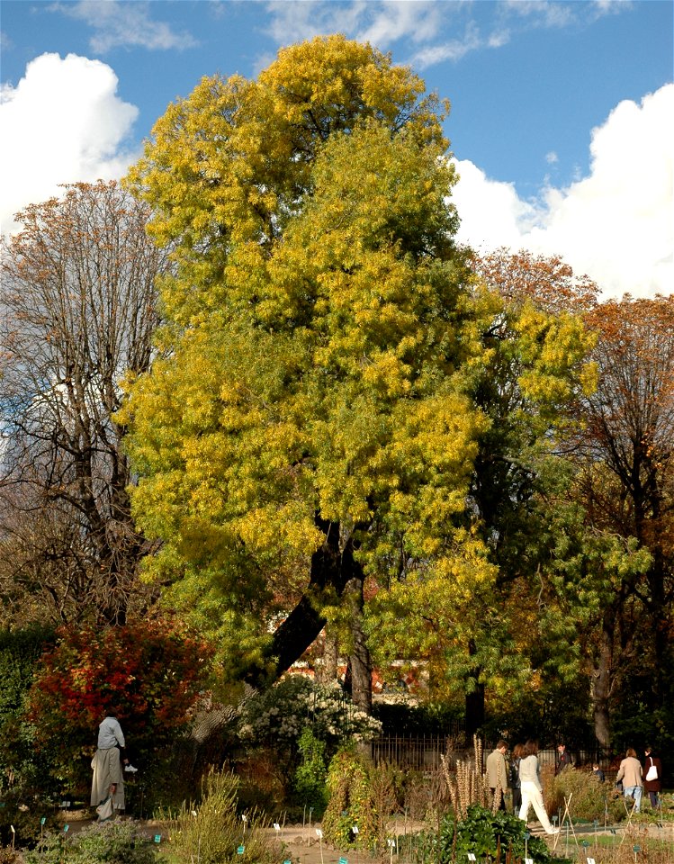 Fraxinus angustifolia Vahl in Jardin des plantes in Paris.


Camera location48° 50′ 37.74″ N, 2° 21′ 32.66″ E View this and other nearby images on: OpenStreetMap 48.