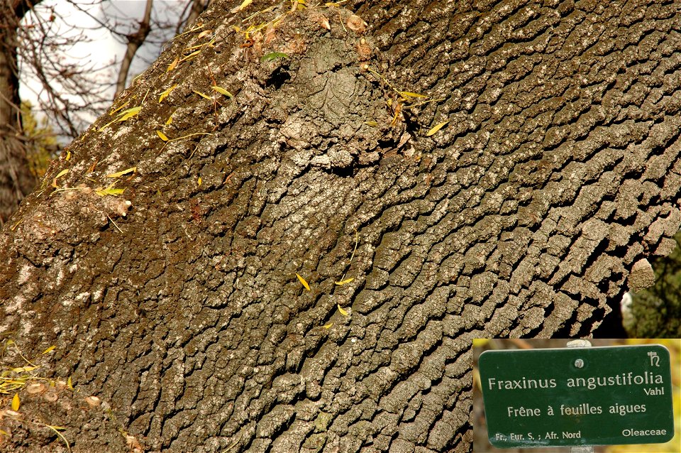 Fraxinus angustifolia Vahl in Jardin des plantes in Paris.


Camera location48° 50′ 37.74″ N, 2° 21′ 32.66″ E View this and other nearby images on: OpenStreetMap 48.