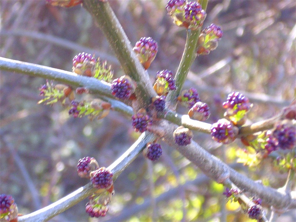 Fraxinus angustifolia blossom, Sierra Madrona, Spain