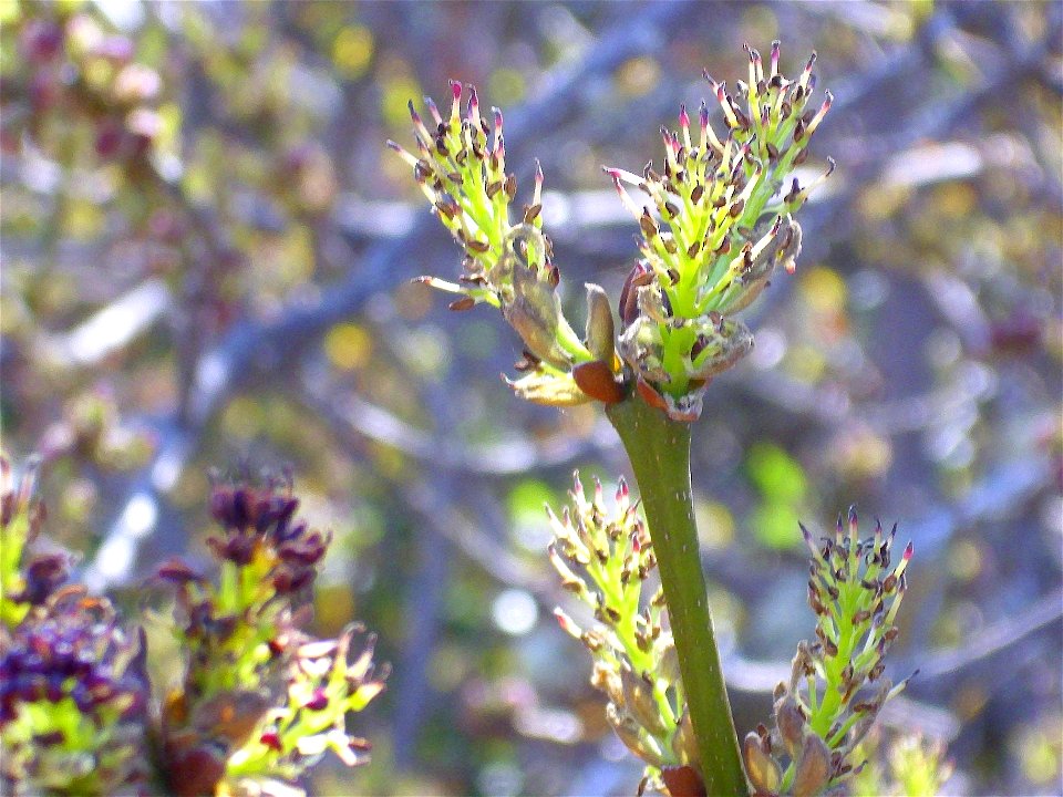 Fraxinus angustifolia inflorescence, Sierra Madrona, Spain