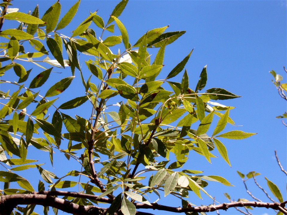 Leaves of Fraxinus angustifolia photographed in Tuscany, Italy